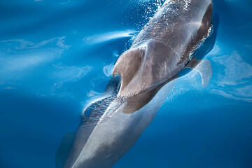 Delfin Flosse
