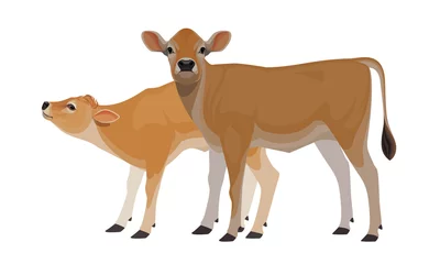 Fotobehang Calf Jersey - The Best Milk Cattle Breeds. Farm animals. Vector Illustration. © happy_job