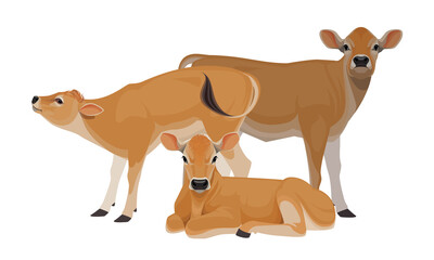 Calf Jersey - The Best Milk Cattle Breeds. Farm animals. Vector Illustration.