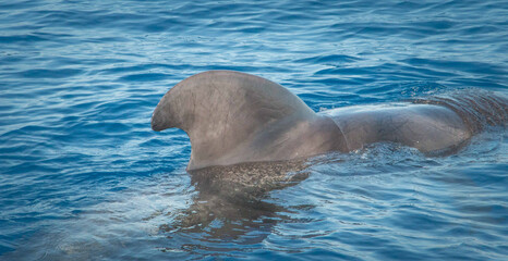 Delfin Flosse © Marcel