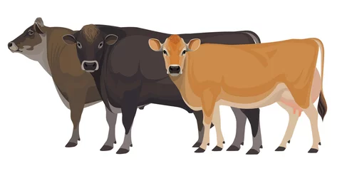 Fotobehang Cow Jersey with Bull - The Best Milk Cattle Breeds. Farm animals. Vector Illustration. © happy_job