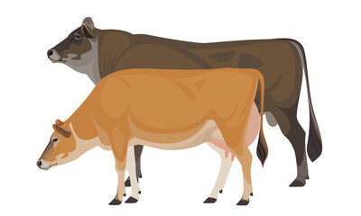 Cow Jersey with Bull - The Best Milk Cattle Breeds. Farm animals. Vector Illustration.