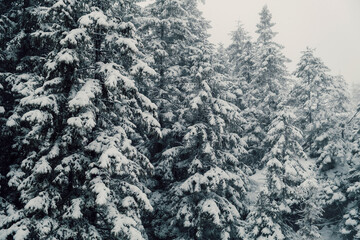 Fir forest full of snow. Perfect wallpaper for winter cards. Cold winter landscape.