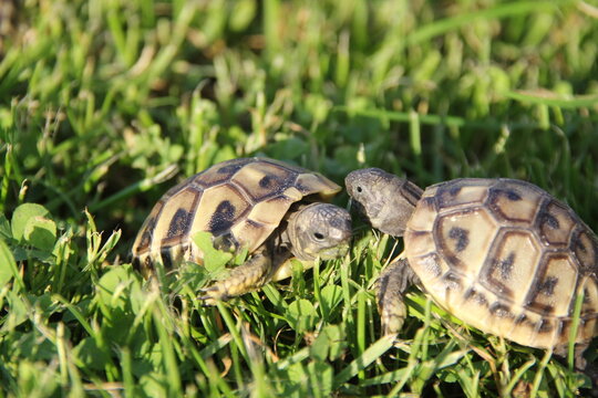 Schildkrötenbabys