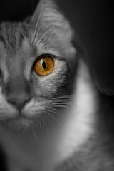 cat eyes, center uberaba, brazil