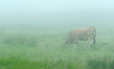 Vache d'Aubrac dans le brouillard à Aurelle-Verlac, Aveyron, France