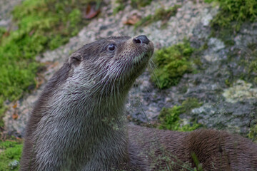 Animals at a zoo in Finland
