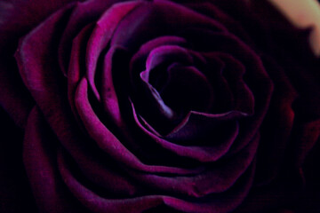 Pure Lila Rose - 485624935