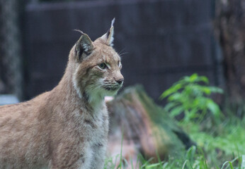 Animals at a zoo in Finland