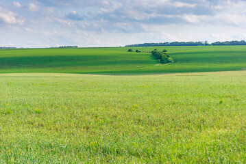 Green fields against the background of clouds in spring