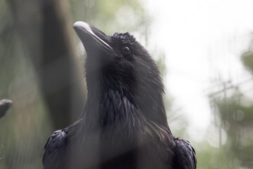 A Caged Corvid