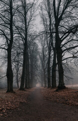 Tall bare trees, fog, autumn foliage and a path in the park - mysterious atmosphere (1142)