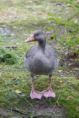 Duck, Duck, Goose