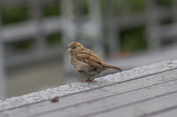 Wild Bird