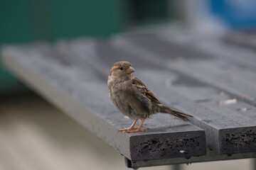 Wild Bird
