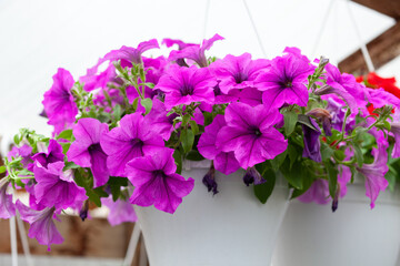 neon purple petunia in a white hanging basket, close-up