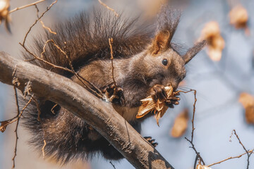 Fressendes Eichhörnchen im Baum