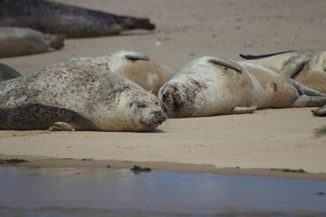 Fototapeta premium Seals in Norfolk, UK