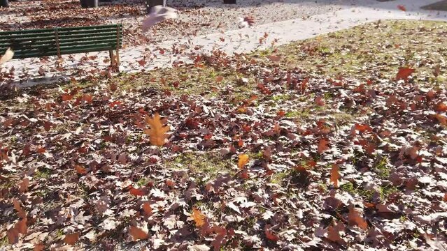 Strong gusts of wind make dry autumn leaves fly - leaf storm with bora winds - whirlwinds and whirls of wind make everything fly