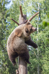 Zoo Bears, Finland