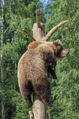Zoo Bear
