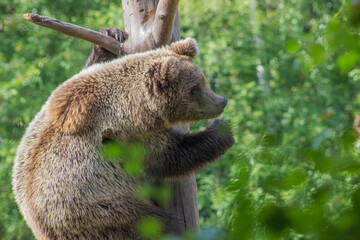 Zoo Bear