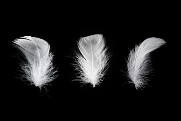 White feather isolated on a black background.