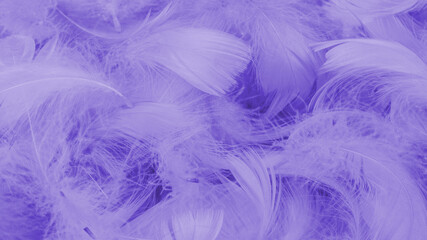 Fototapeta na wymiar Purple feather as a background
