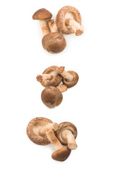Shitake mushroom isolated on white.