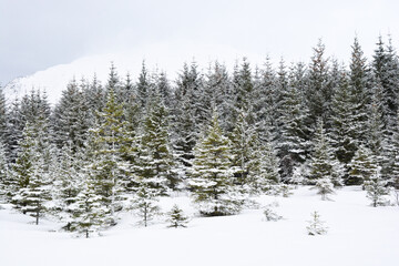 snow covered pine trees
