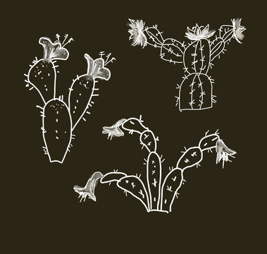 Painted cacti on a black background. White cacti on a black background. Flowering cacti.