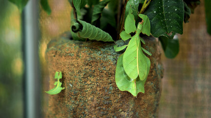 Leaf Insect the green Phylliidae sticking under a leaf and well camouflaged and themes towards the...