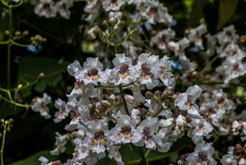 The flowers of the wild chestnut 14