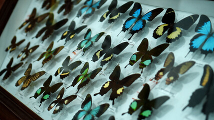 Large Butterfly Collection. Closeup view of many different colorful butterflies on bright white...