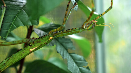 Large green Indonesian beetle the Phasmatoptera cyphocraniu gigas from the family of fowl sitting on the leaves
