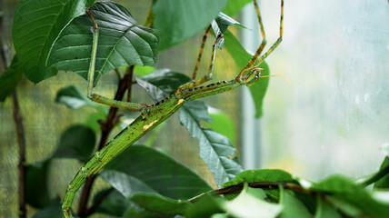 Large green Indonesian beetle the Phasmatoptera cyphocraniu gigas from the family of fowl sitting on the leaves