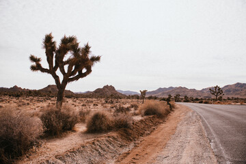 Road trip to Joshua Tree