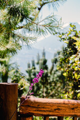 fuscia flower between wooden railings overlooking the volcano