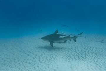 deep diving with bull shark in playa del carmen Mexico