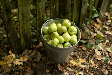 Apples in a bucket. Fruit picking in autumn.