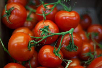 Red tomatoes on a branch