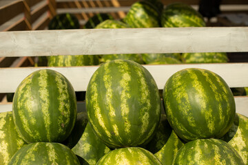 Watermelons on the counter. Delicious berries.