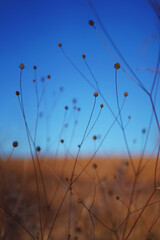 Tall grass natural landscape at sunset