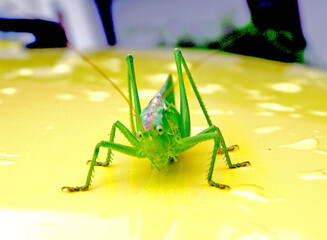 Grashüpfer