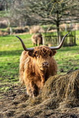 Highland Cattle seen on a local walk from Eynsford near Dartford in Kent, England