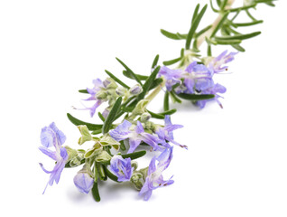 Rosemary sprig in flowers