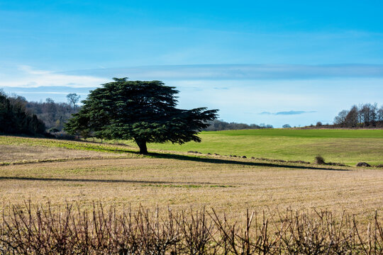 Lonesome tree on a walk from the village of Eynsford near Dartford in Kent, England