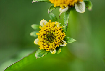Flor en el campo
