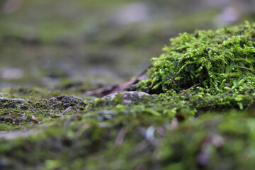 Stimmungsvolle Moos Landschaft