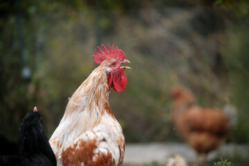 Gallo in un allevamento in Basilicata